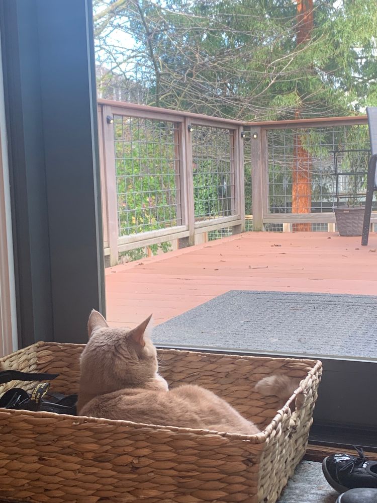 orange cat in basket pines for the outside