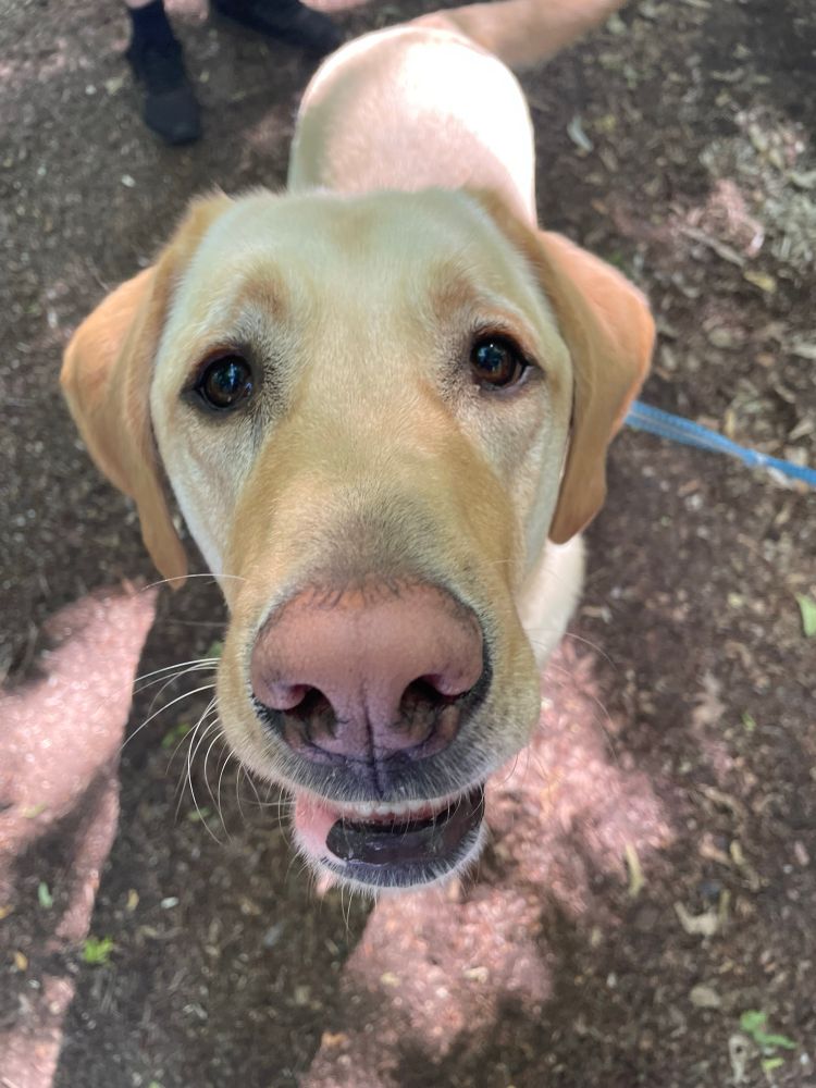 a big yellow labrador looking into the camera 