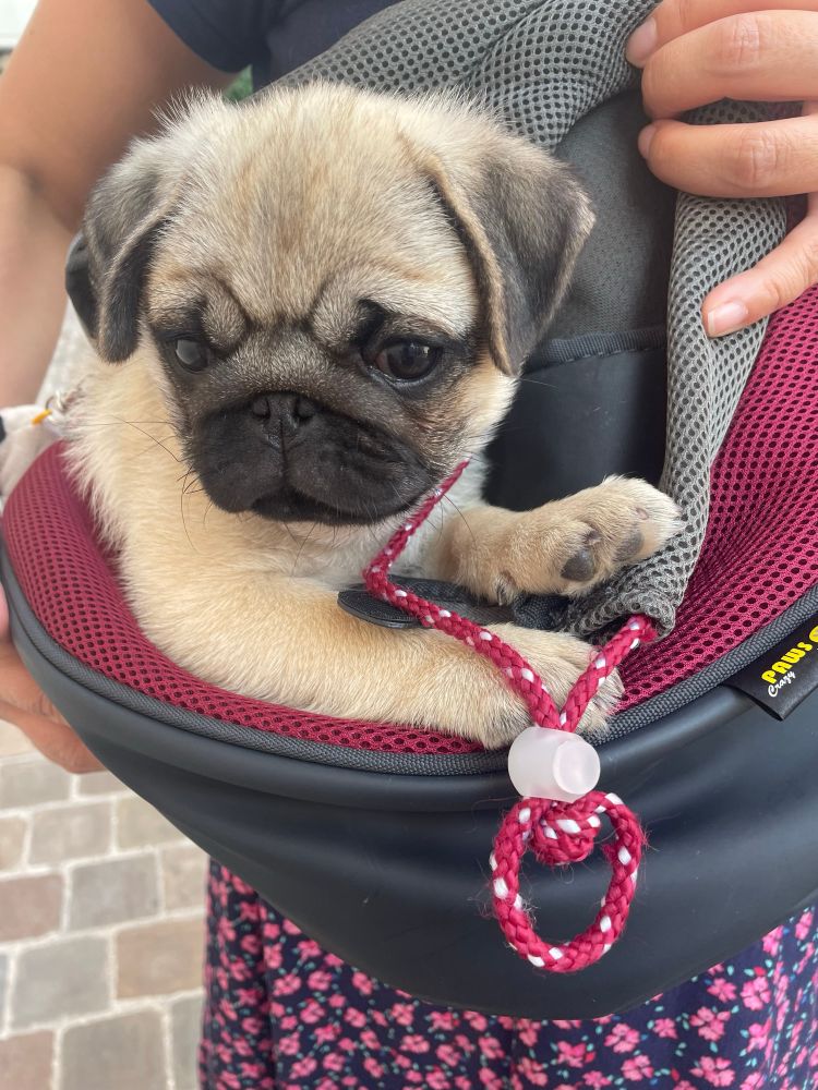 a tiny 2 month old pug being carried in a bag