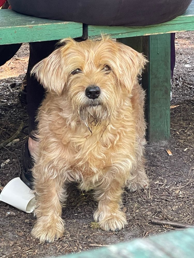 a small golden scruffy dog sitting under a bench 