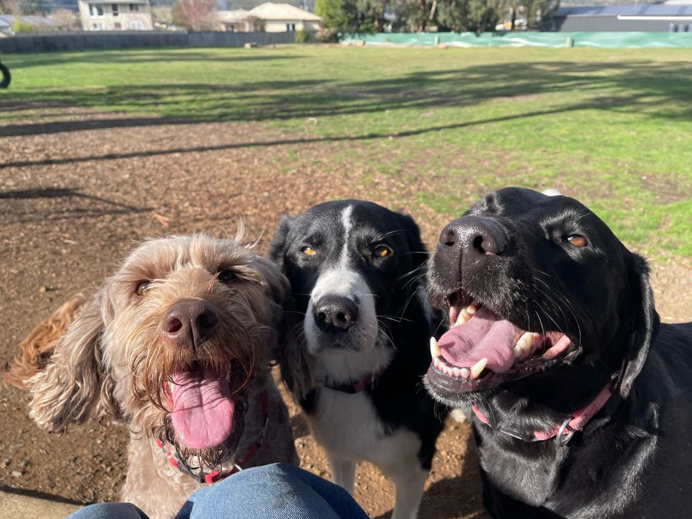 a happy brown labradoodle, an unimpressed black and white border collie and a happy black labrador are standing in a dog park