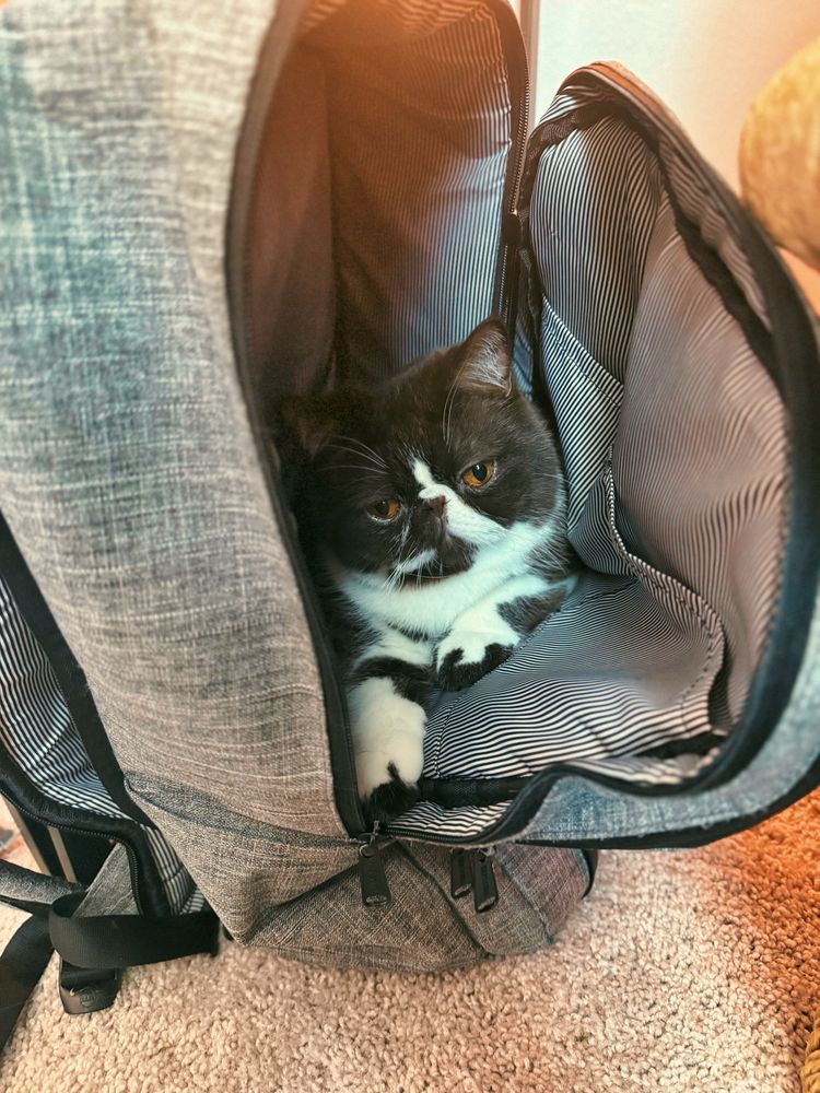 A chocolate and white flat-faced cat with a serious expression is comfortably sitting inside a gray backpack with a black-and-white striped interior. The backpack is open wide and placed on a carpeted floor, with soft sunlight casting a warm glow over the scene.