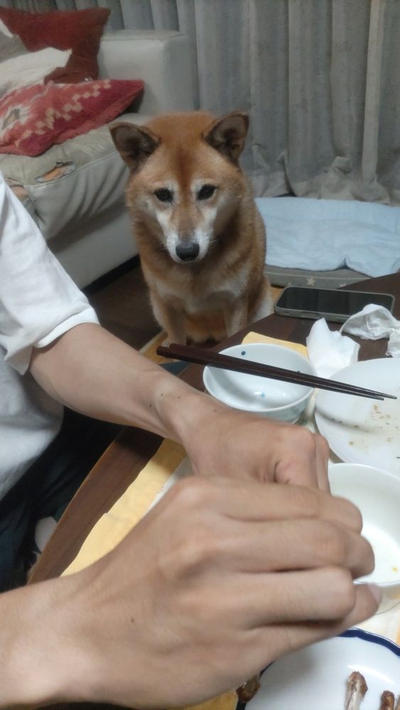ちゃぶ台の横にオスワリして、もらえそうなチキンウィングをじっと見ている柴系ミックスのこむぎ