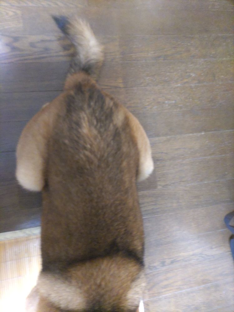 床に伏せている柴系ミックスのこむぎを上から撮影したもの。写真上がしっぽで、下が首のあたり。焦げ茶色の細長い胴体で、後ろ足が横についているので、きのこの山みたいな形に尻尾がついているような形