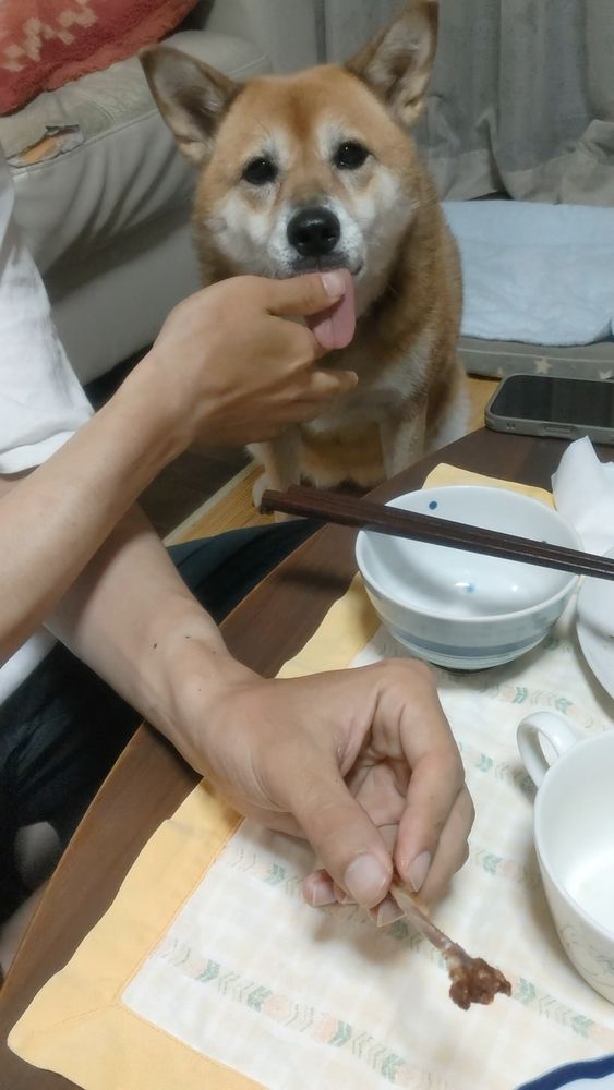 チキンウィングをあげた次男氏の指をペロペロしている柴系ミックスのこむぎ