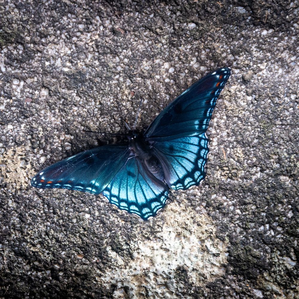 A Limenitis arthemis on a rock. Its wings are indigo with a tiny hint of red. 