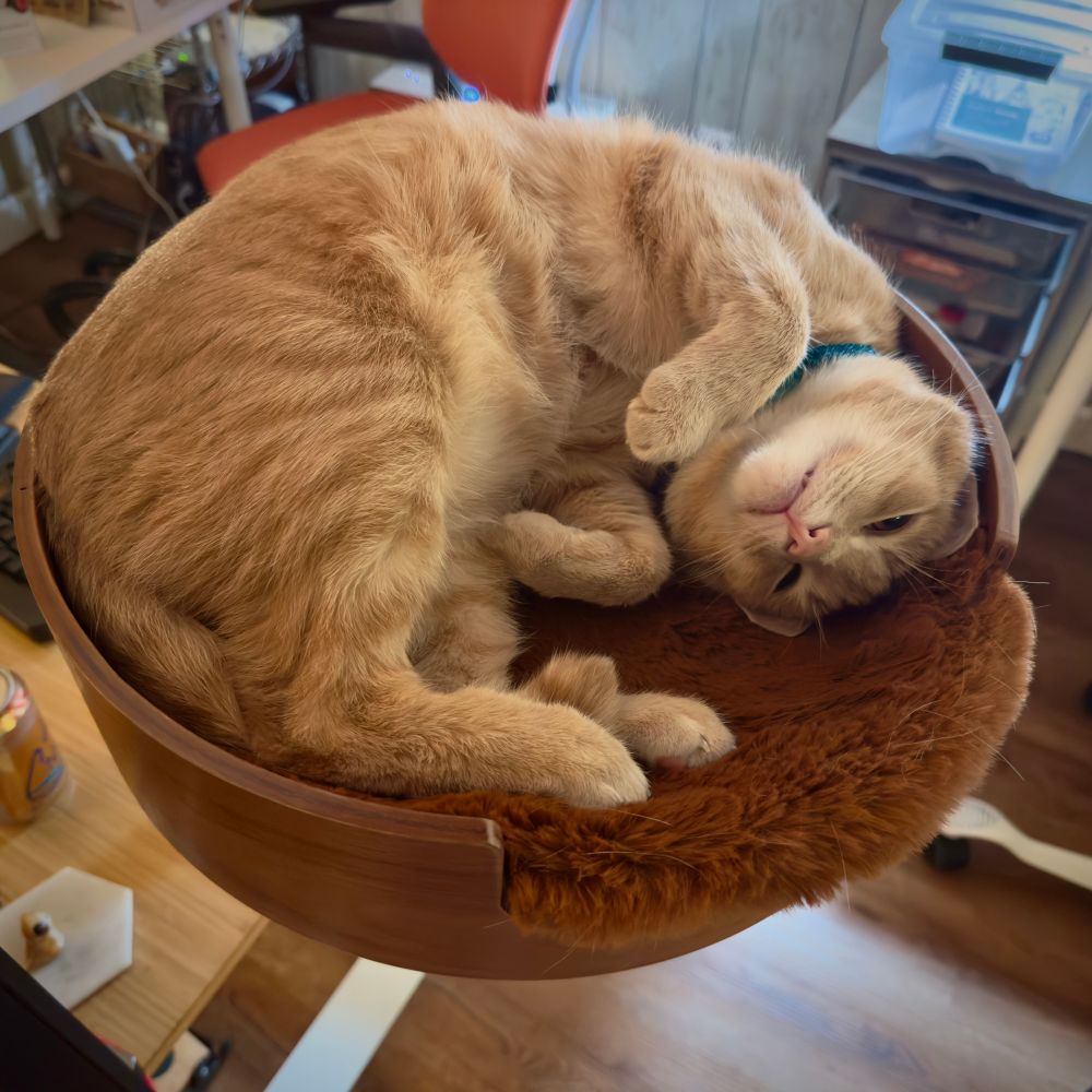 Zip the cat, an orange tabby domestic short hair, in a desk attached circular cat bed. Zip is barely awake and has his paws curved in an adorable way.