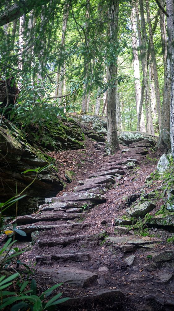 A stone staircase with some moss leading up a trail through some trees