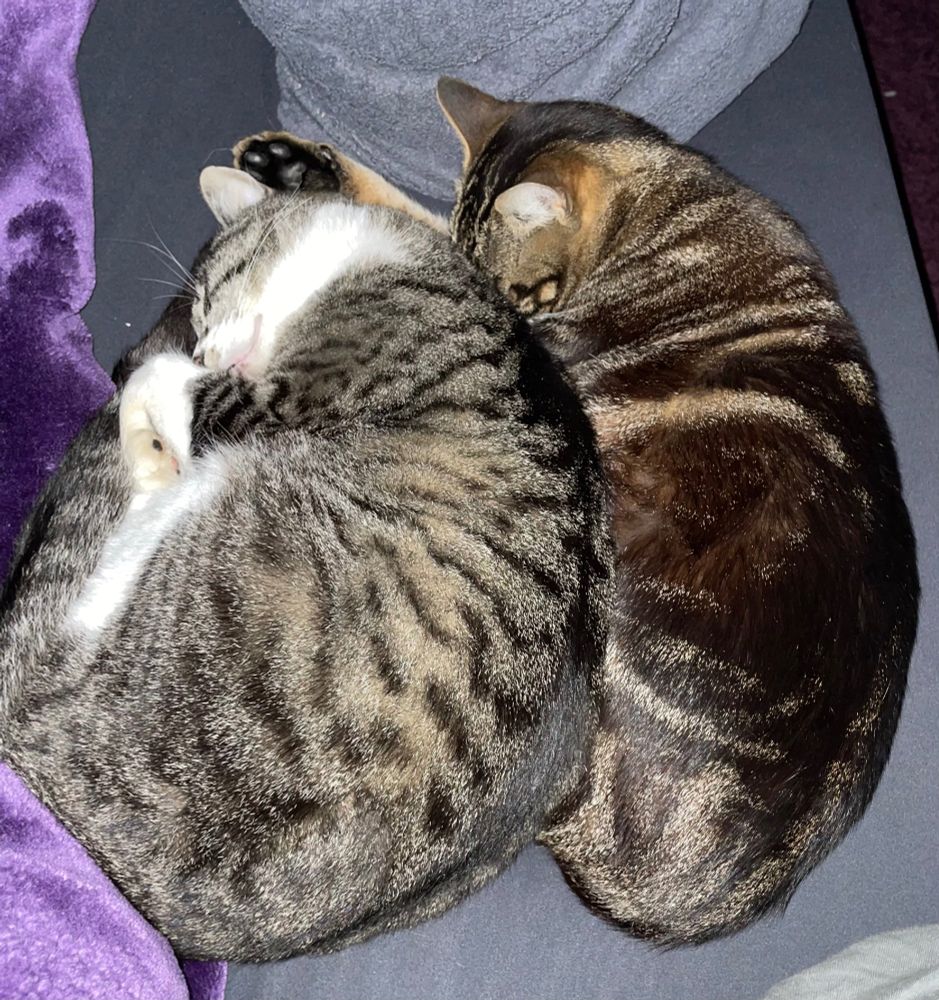 Two domesticated shorthair tabbies, Mac and blueberry, snuggling together, which they often do.