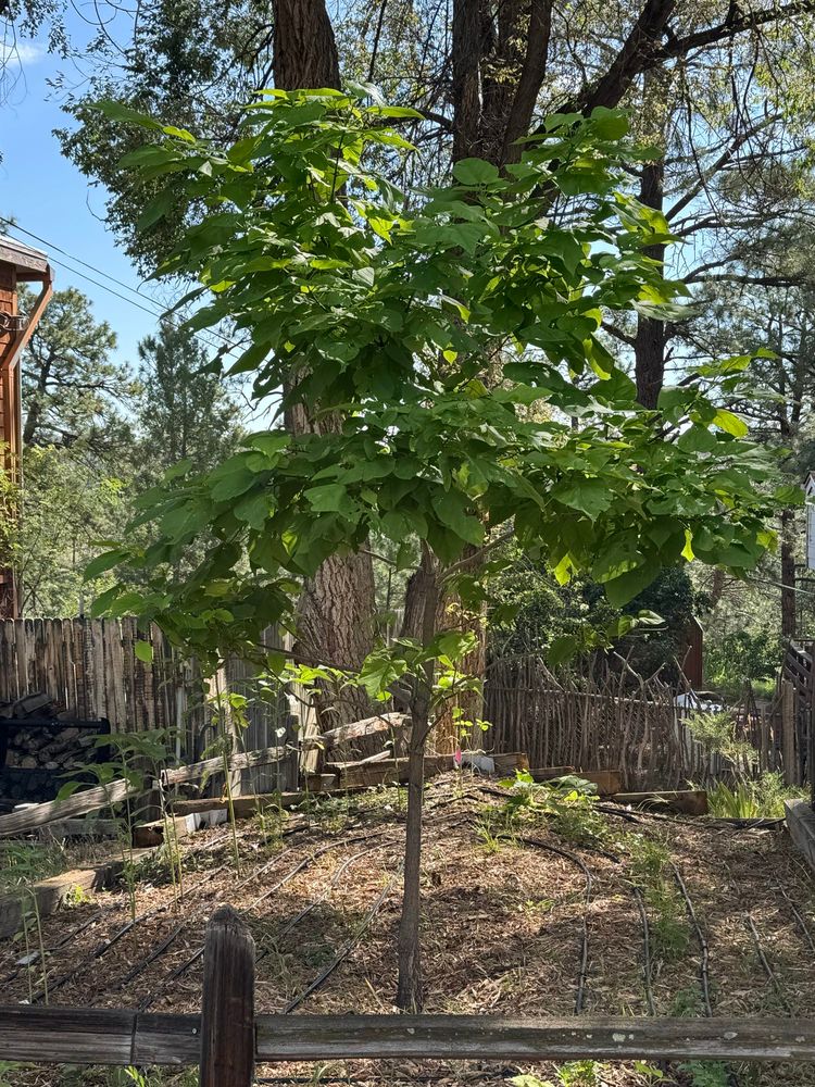 ~5yo Northern Catalpa tree in my front yard, maybe 10–12 feet tall, NM USA.