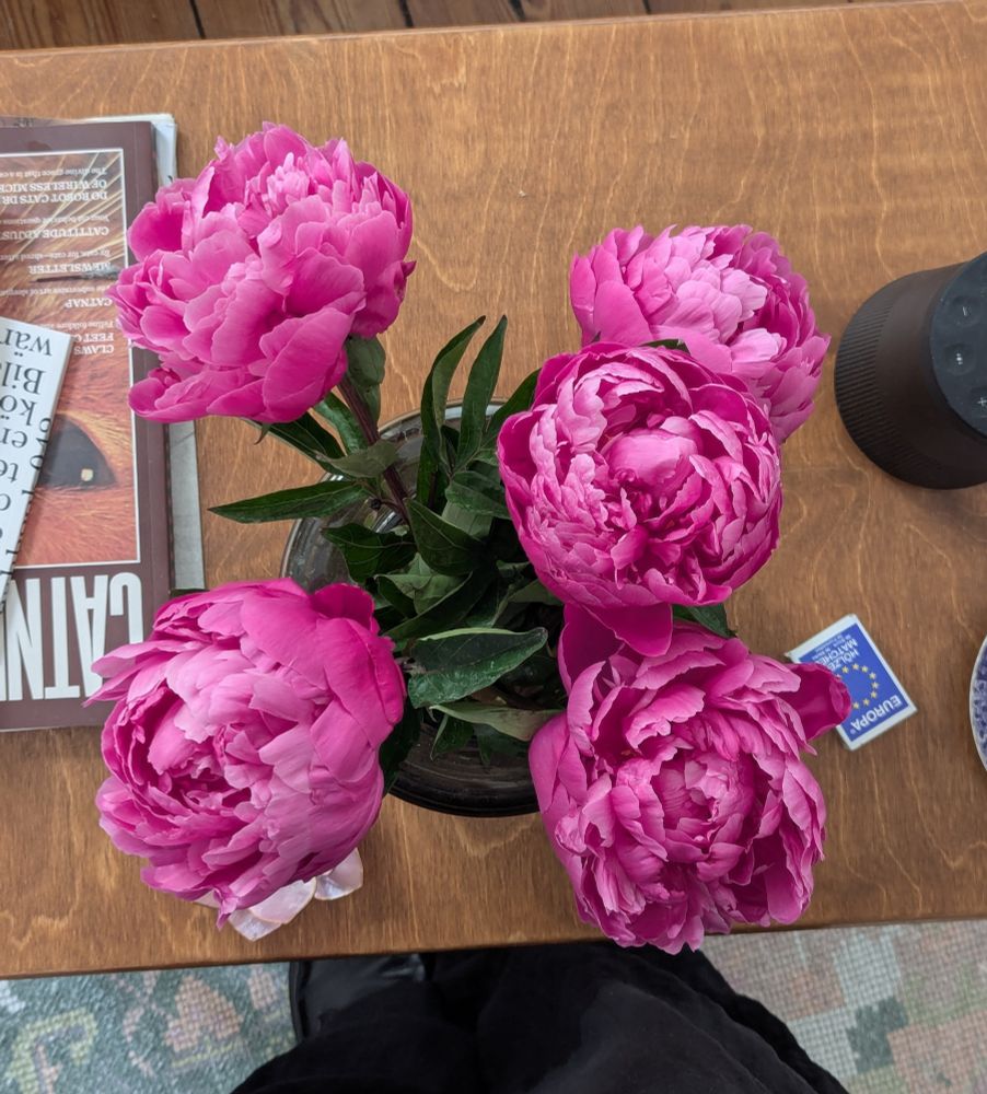 fünf pinke Pfingstrosen in einer Vase mit halbgeöffneten Blüten 