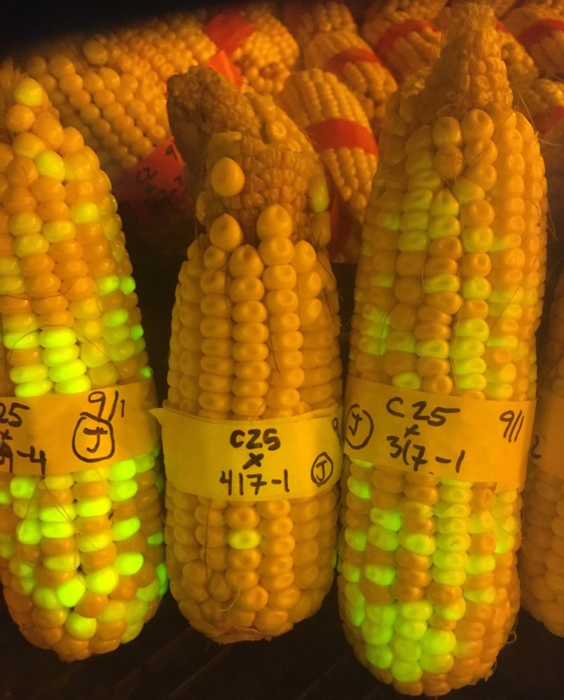 Three maize ears, segregating mutant/green-fluorescent kernels. The two ears on right and left show the expected 1:1 ratio, whereas the central ear shows a highly aberrant ratio, indicating a strong effect of the mutant on pollen fitness.