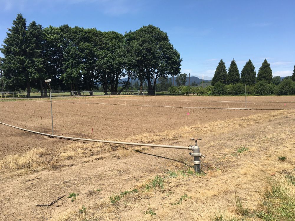 A plot planted for maize genetics, stakes identifying the locations for different families of plants, mostly cool mutants. At the OSU Botany Farm in Corvallis OR