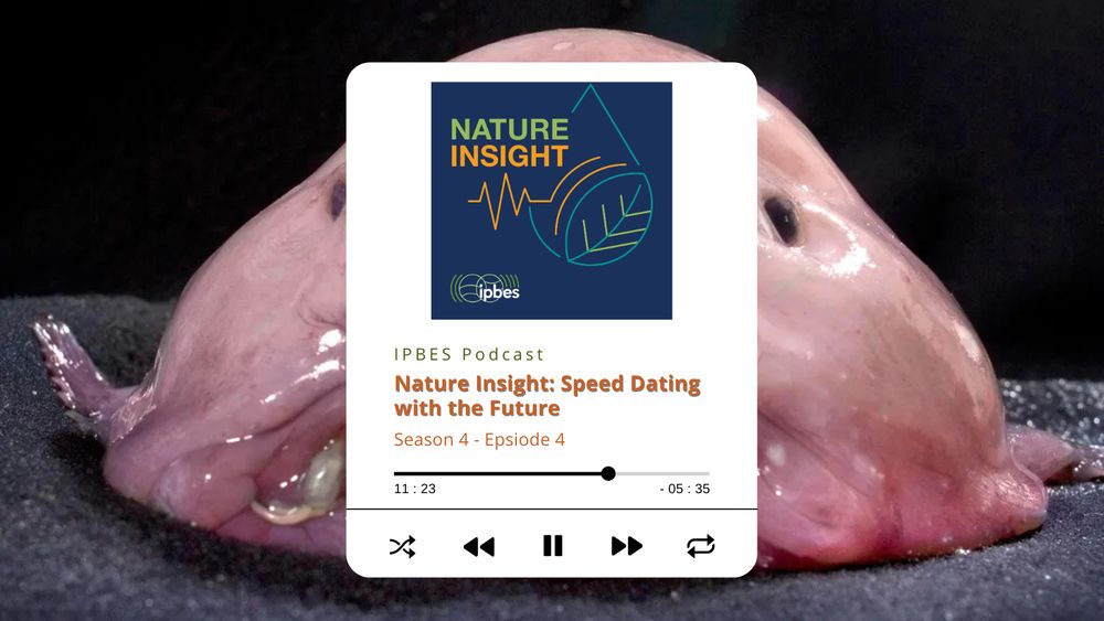 An image of a blobfish, with a screenshot featuring the Nature Insight logo and the following text: "IPBES Podcast. Nature Insight: Speed Dating with the Future. Season 4 Episode 4"