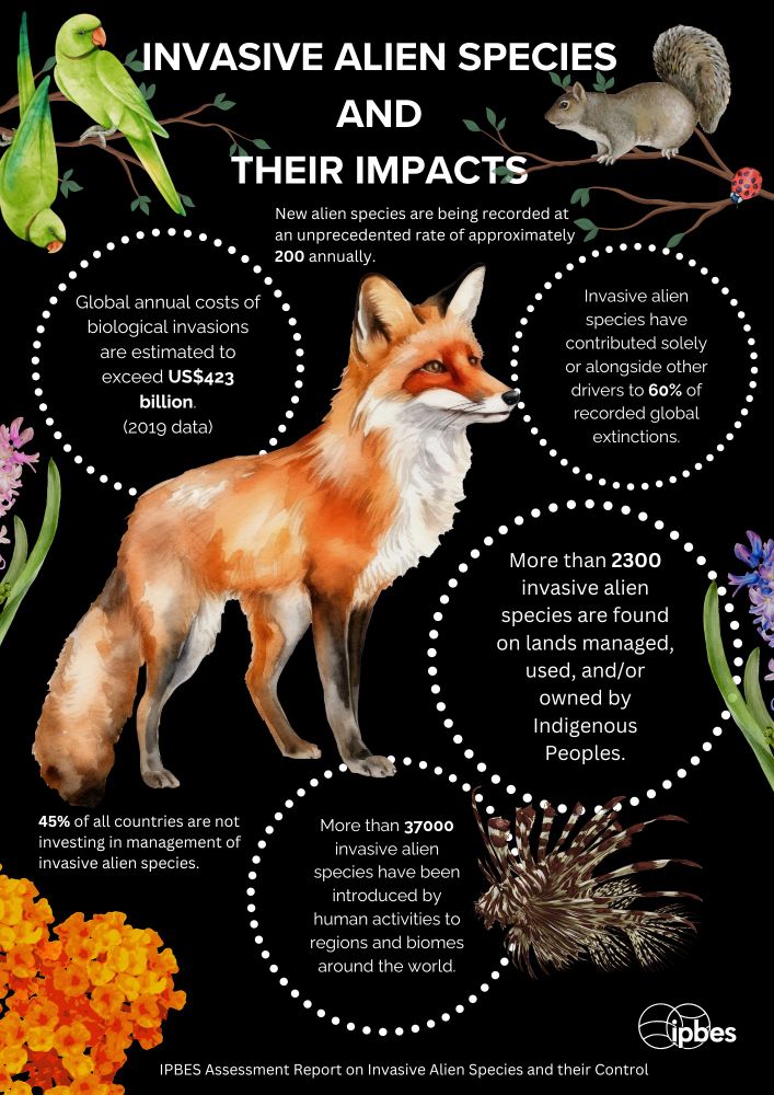 An infographic detailing facts about the impacts of invasive alien species from the IPBES Invasive Alien Species Report. The infographic also depicts images of various different invasive alien species such as the grey squirrel, alexandrine parakeet and red fox.