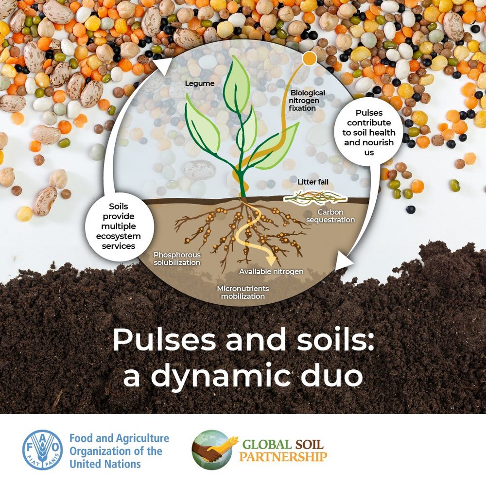 An infographic from FAO showing the positive relationship between pulses contributing to soil health and healthy soil providing ecosystem services in return.