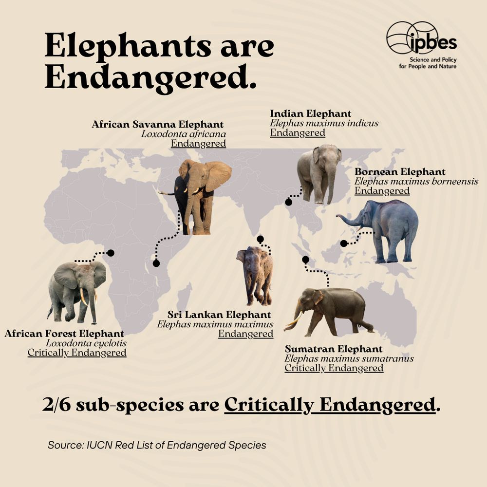 Map illustration showing the regions of Africa and Asia. Elephant figures are dispersed  throughout the map. Overlay text reads: Elepahts are Endangered. African Savanna Elephant, Loxodota africana, Endangered. Indian Elephant, Elephas maximus indicus, Endangered. Bornean Elephant, Elephas maximus borneensis, Endangered. Sumatran Elephant, Elephas maximus sumatranus, Critically endangered. Sri Lankan Elephant, Elephas maximus maximus, Endangered. African Forest Elephant, Loxodonta cyclotis, Critically endangered. 2/6 sub-species are Critically Endangered. Source: IUCN List of Endangered Species.