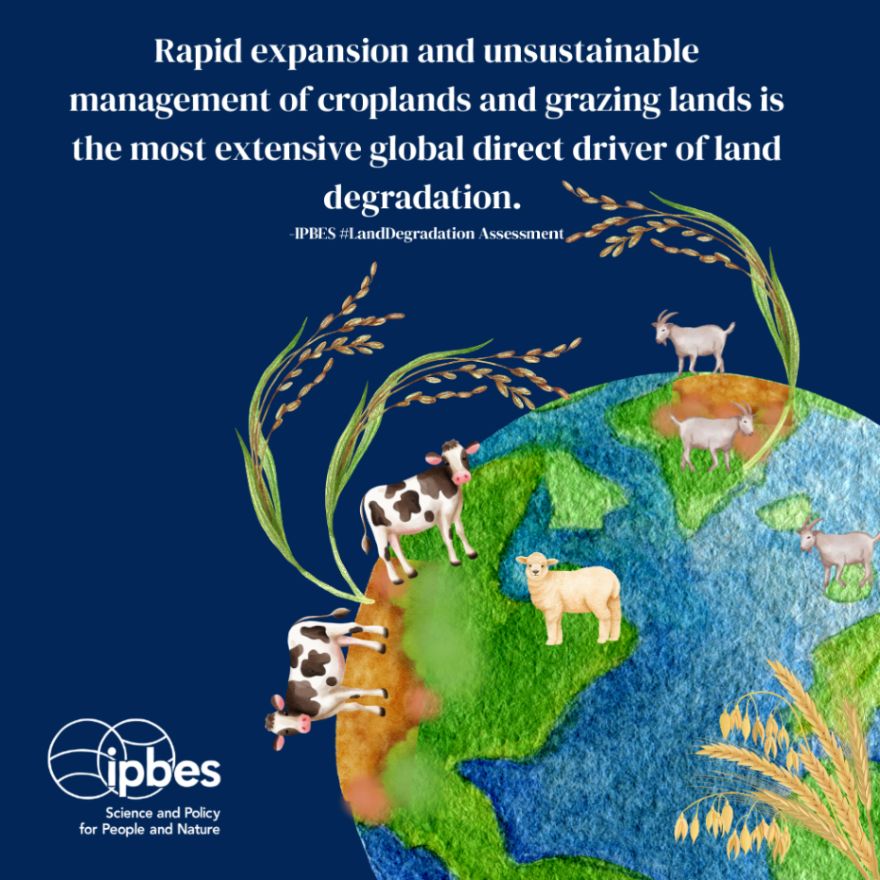 An image of a globe covered in cows, goats, sheep and grains. Overlay text reads: Rapid expansion and unsustainable management of croplands and grazing lands is the most extensive global direct driver of land degradation. -IPBES #LandDegradation Assessment