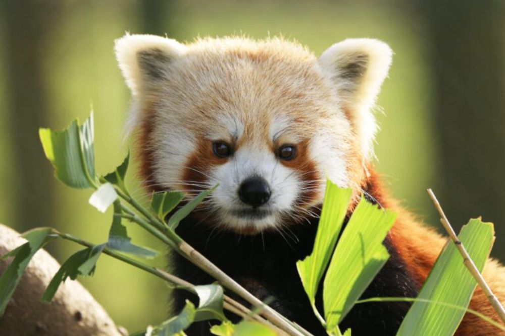 Nepal’s first community-based red panda conservation area sparks hope