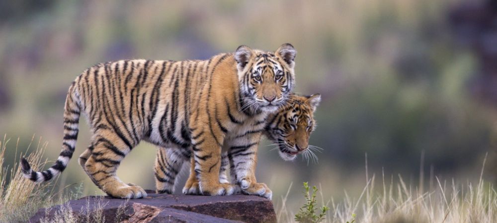 As landscapes heal, Nepal’s most iconic animals stage a comeback