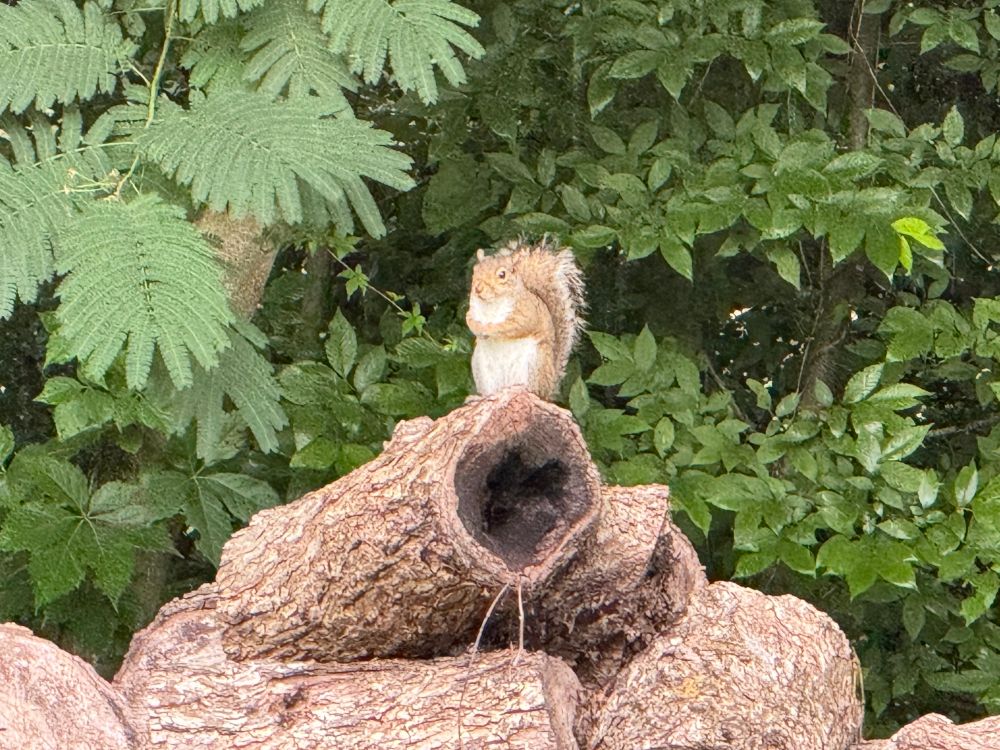 Do not fuck with this squirrel.