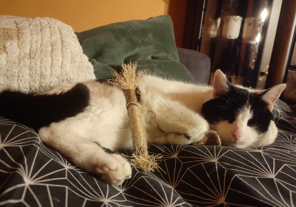 Pixi w tej samej pozycji podpierając główkę na łapce, leży z zabawką