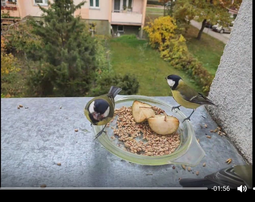 ranna sikorka bogatka 