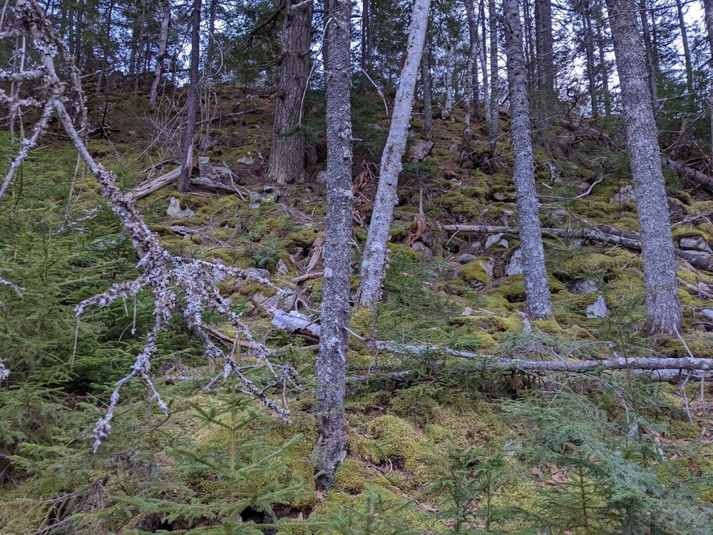 Picture taken from Hemlock Ravine in Halifax, Nova Scotia Canada, December 2021.

Mostly-bare trees against a moss-covered hill. Some bare stone is poking through moss patches.