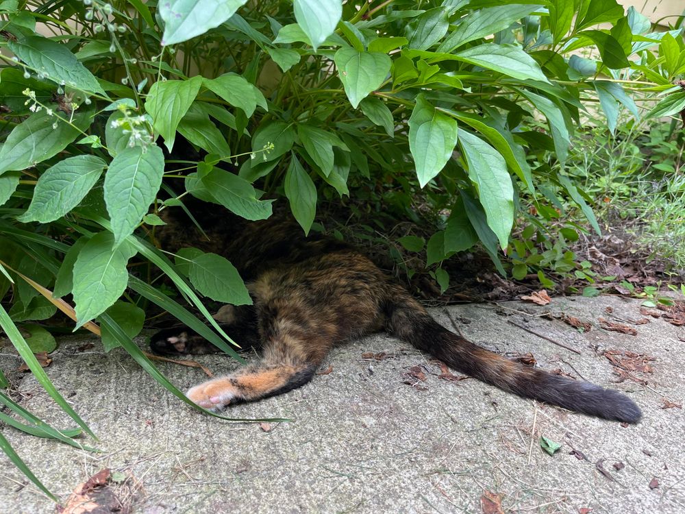 Lefty’s tail and little feet sticking out of a bush.