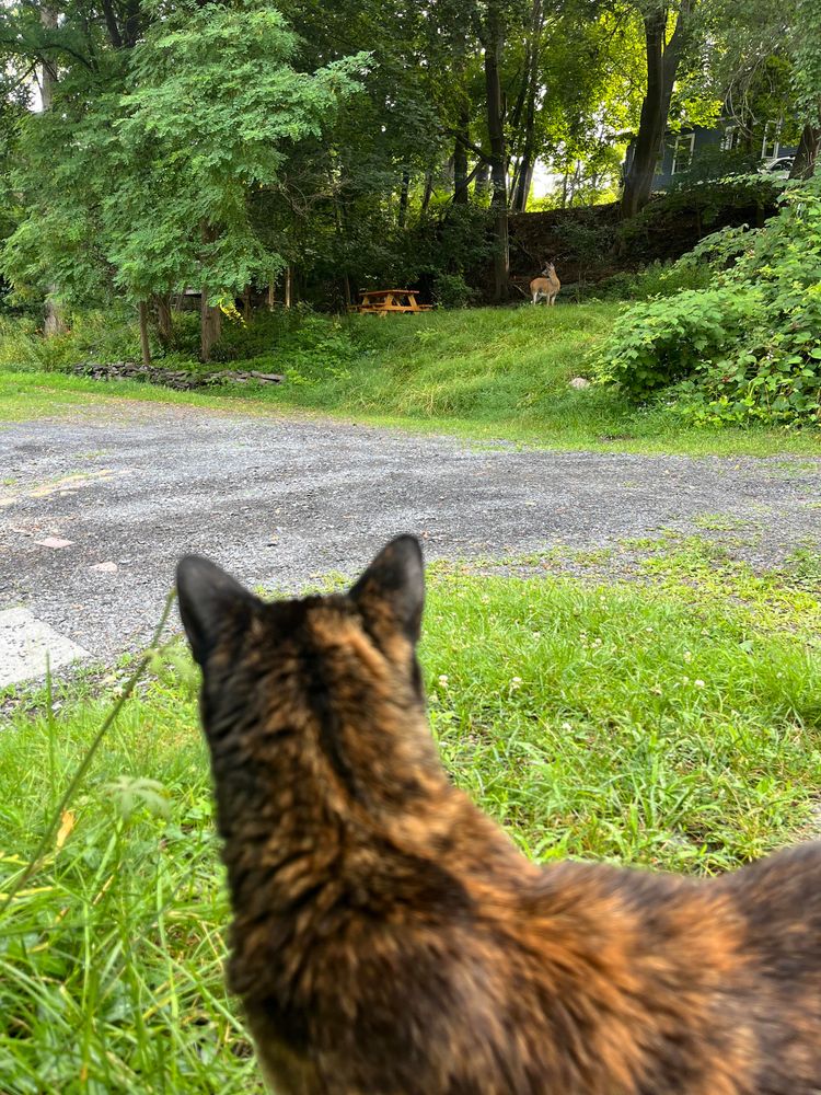 Lefty staring down a deer in the distance.