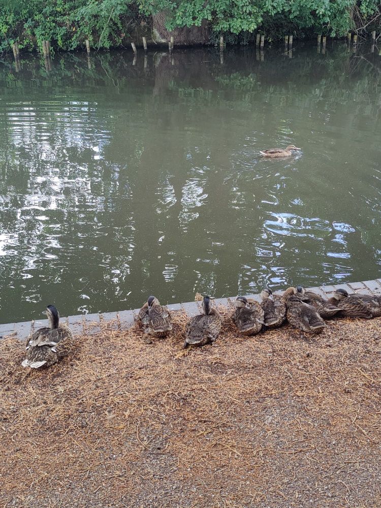 A group of ducks gather at the edge of a canal towpath 