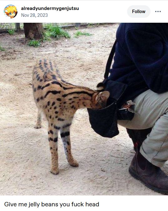 a serval putting its head into someone's bag, with the caption 'Give me jelly beans you fuck head'