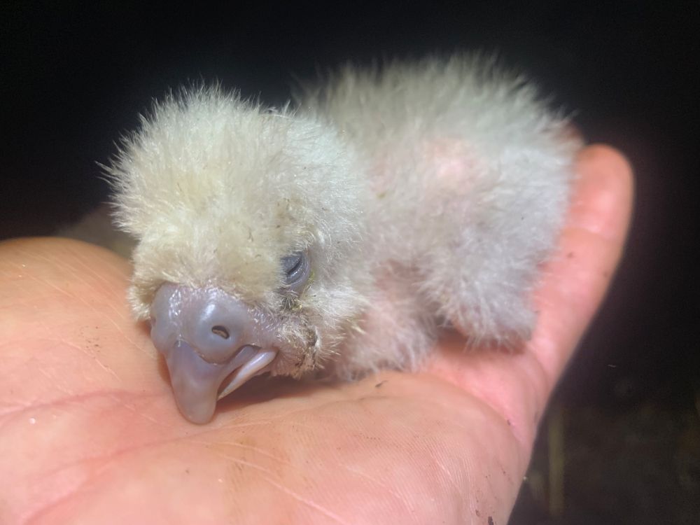 A kākāpō chick in a person's palm. Credit: Andrew Digby