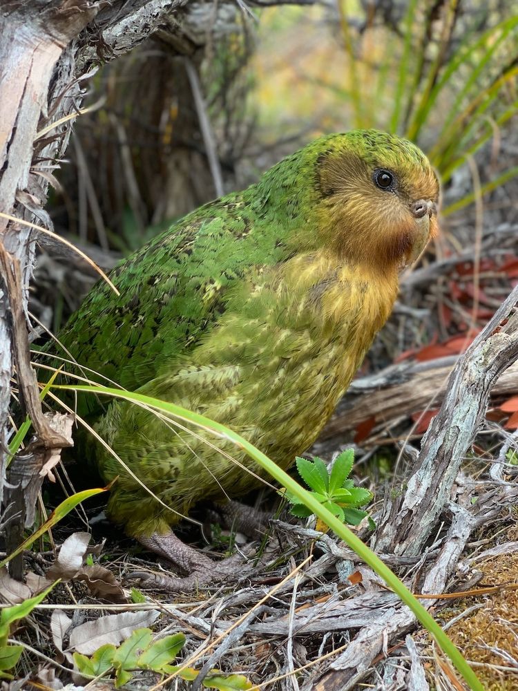 A male kākāpō standing on the ground in day time. Credit: Andrew Digby