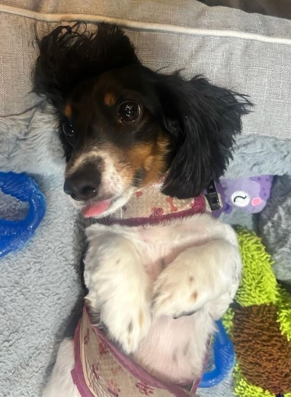 A longhair black, white, and tan mini dachshund lays on her back on a grey dog bed. Her tongue is bleeping out. 