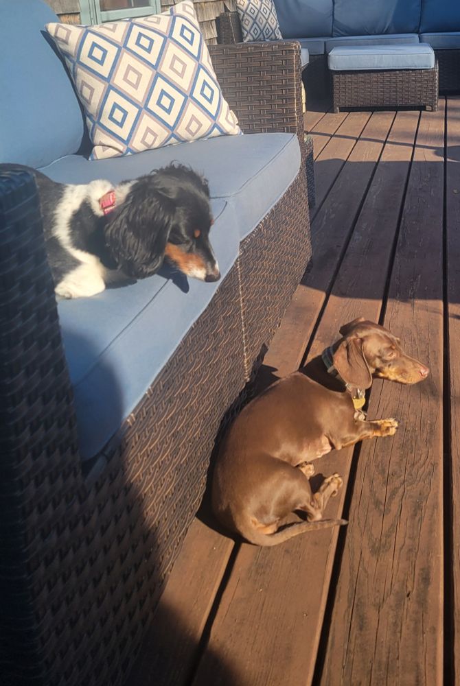 Two mini dachshunds stare longingly at their family eating lobsters. Penny, a mini chocolate and tan, lays on the porch. Trixie, a longhair white, black, and tan, sits on a couch just above her. 