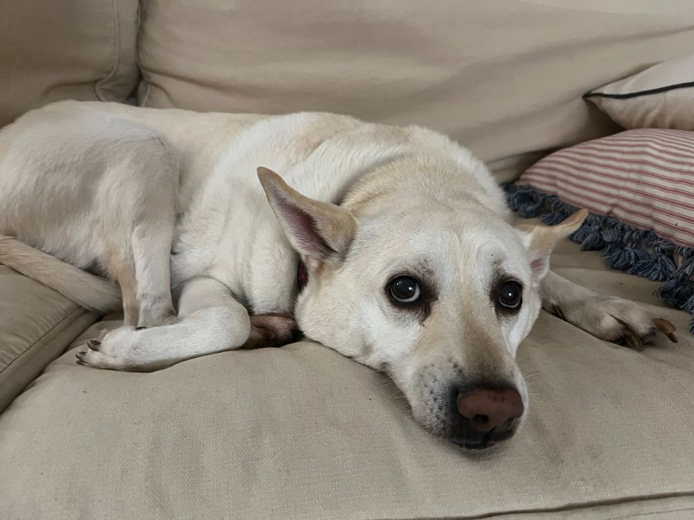 Pip the dog lying on the couch while looking up at the camera with mild annoyance