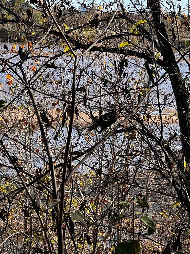 Hawk on a branch partially obscured by trees. Small snake pinned to the branch below. 