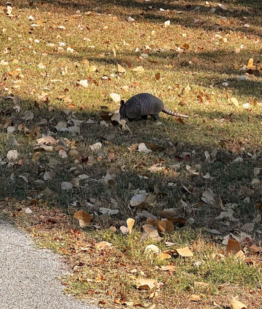 A 9-banded armadillo snuffling around it some grass sprinkled with fallen leaves. 
