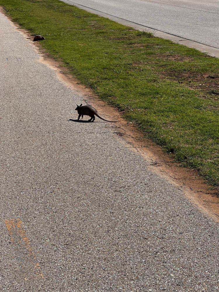 A little 9 banded armadillo nosing around the edge of a bike path.