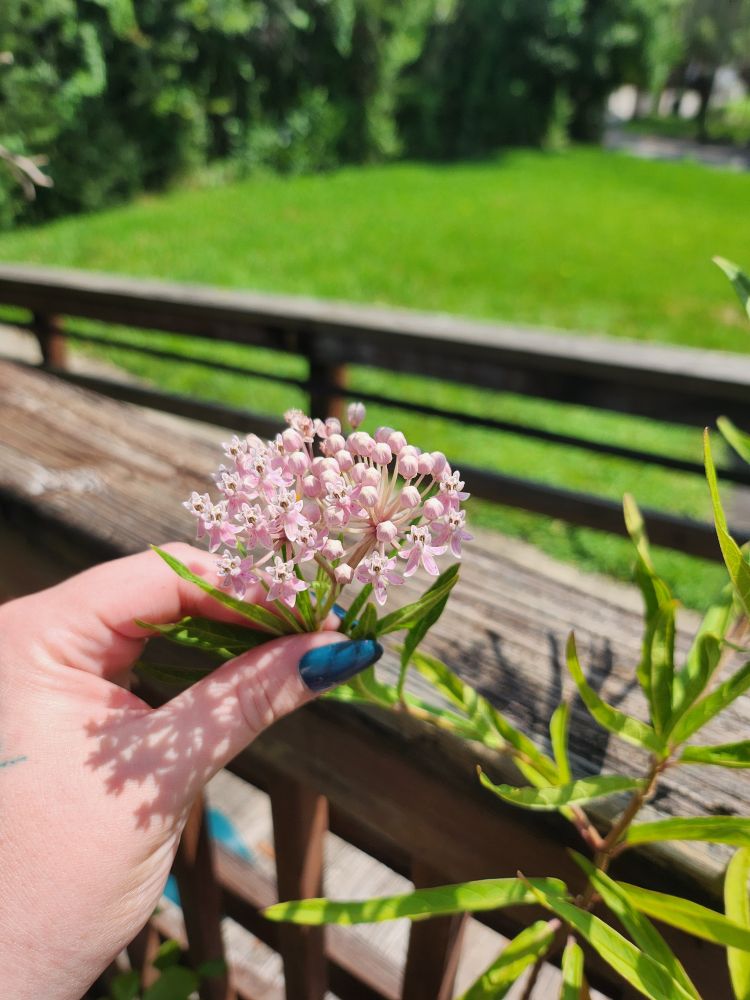 Pink Swamp Milkweed in bloom