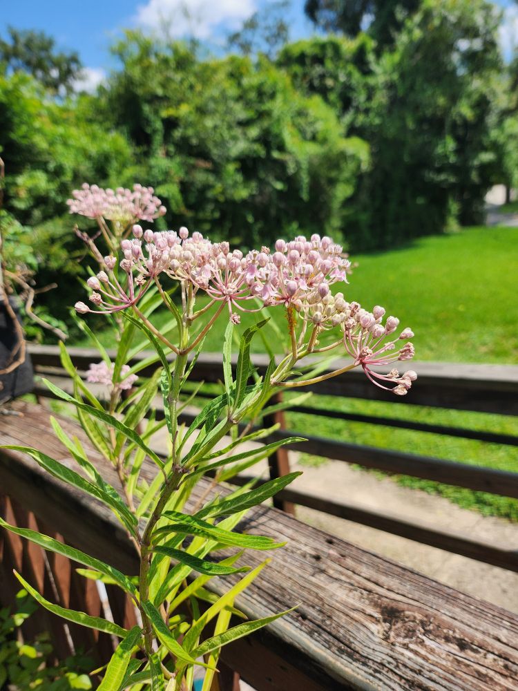 Pink Swamp milkweed in bloom