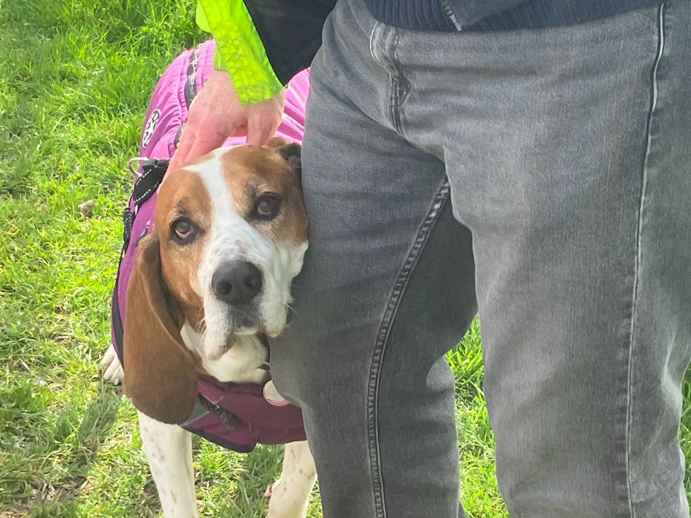 Sightly happier basset hound getting a snuggle from a fellow defender of democracy. 