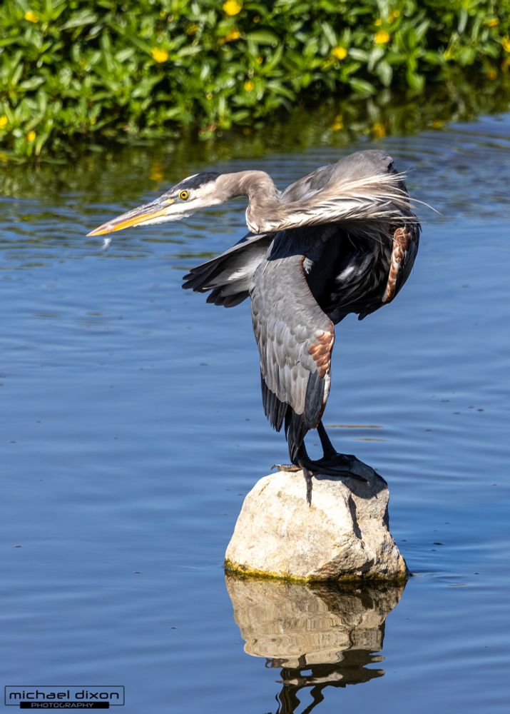 great blue heron - large grey/white bird standing on a rock looking back across body with a contorted neck