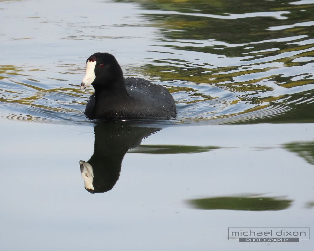 american coot - a black bird with red eyes and white bill swims in a lake
