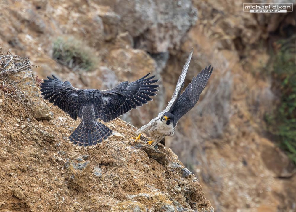 juvenile peregrine falcon (left) landing while adult female (right) takes off