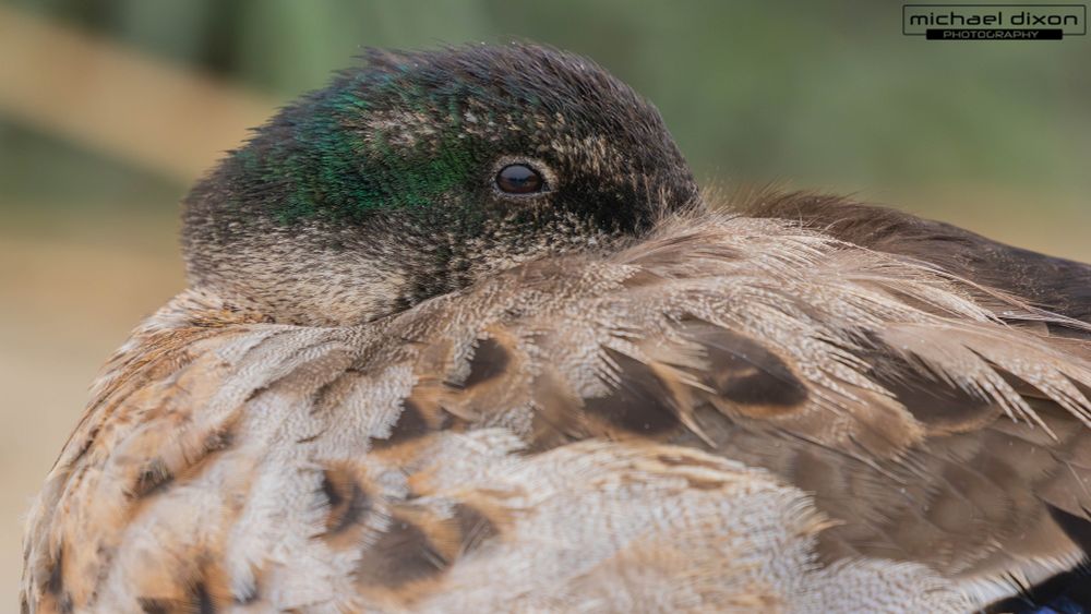 closeup of a mallard - brown bird with iridescent head