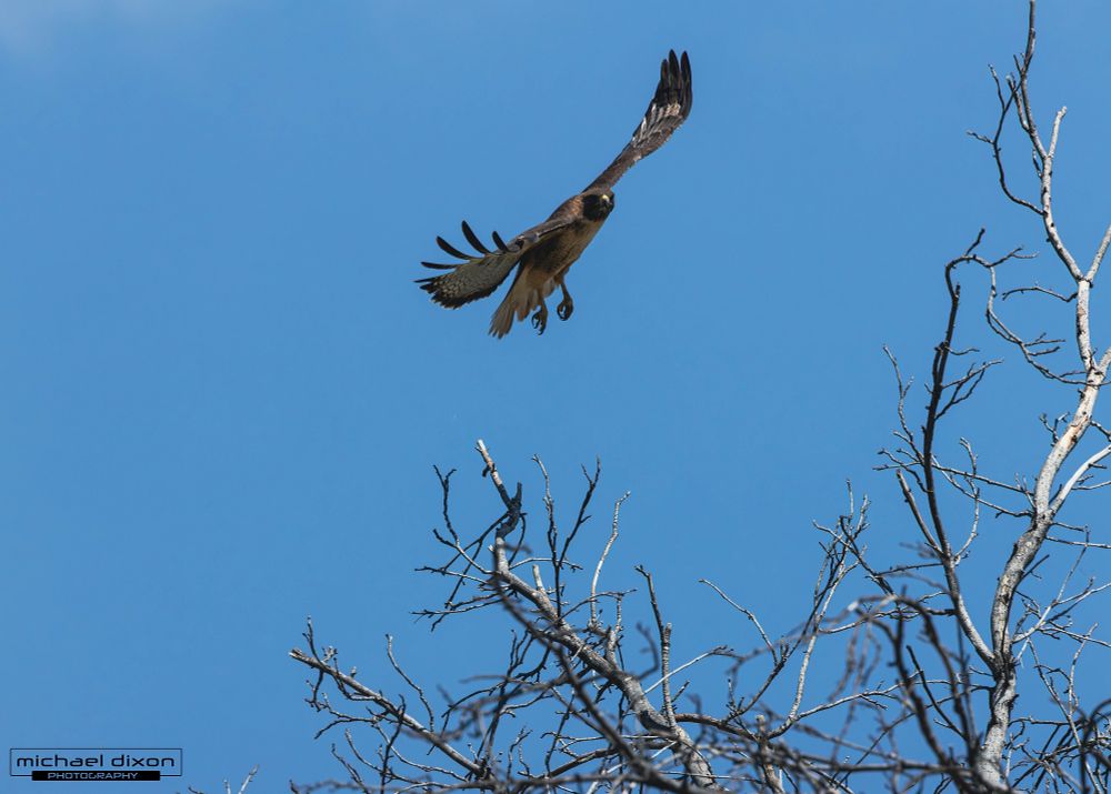 tan and brown bird taking off from a tree