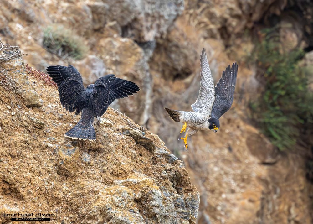 juvenile peregrine falcon (left) landing while adult female (right) takes off