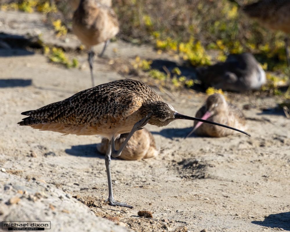 long-billed curlew - brown bird with light accents and curled bill - scratching its neck with head tilted toward camera
